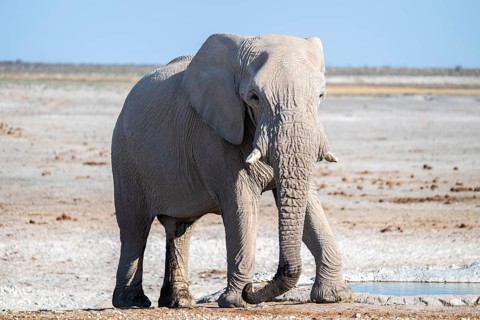 Lone African elephant (Loxodonta africana) drinking at a waterhole, Etosha National Park, Namibia