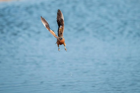Burchell's sandgrouse (Pterocles burchelli) in flight, Savuti, Chobe Nationalpark, Botswana