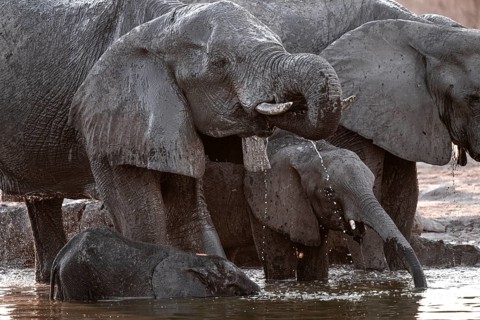 Herd of elephants, African elephant (Loxodonta africana) with young at the waterhole, sunset,