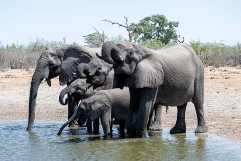 Herd of elephants at a waterhole, African elephant (Loxodonta africana), Savuti, Chobe National
