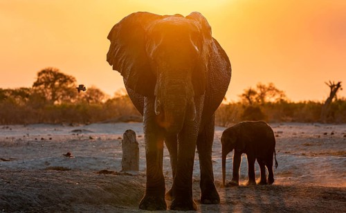 African elephant (Loxodonta africana) with young, sunset, Savuti, Chobe National Park, Botswana