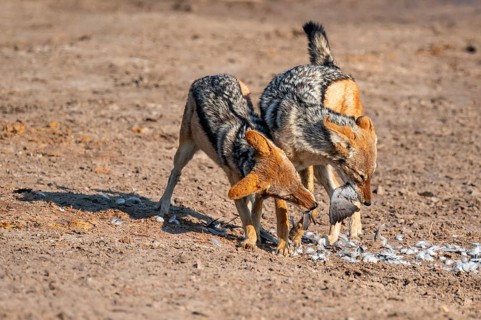 Two black-backed jackals (Lupulella mesomelas) hunting a pigeon, Savuti, Chobe National Park,