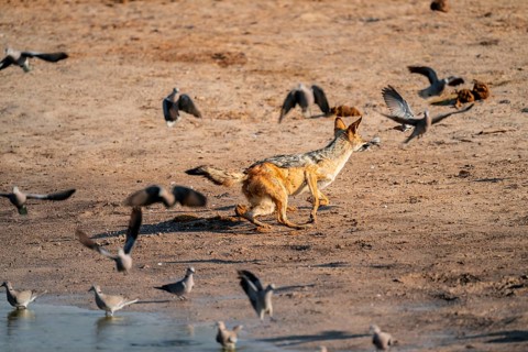 Black-backed jackal (Lupulella mesomelas) hunting pigeons, Savuti, Chobe National Park, Botswana