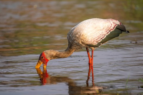Glutton (Mycteria ibis) in the water foraging on the Chobe River, Ihaha, Chobe National Park,