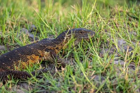Nile monitor (Varanus niloticus), foraging on the Chobe River, Ihaha, Chobe National Park, Botswana