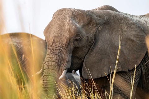 Animal portrait, African elephant (Loxodonta africana) feeding among grass, Ihaha, Chobe National