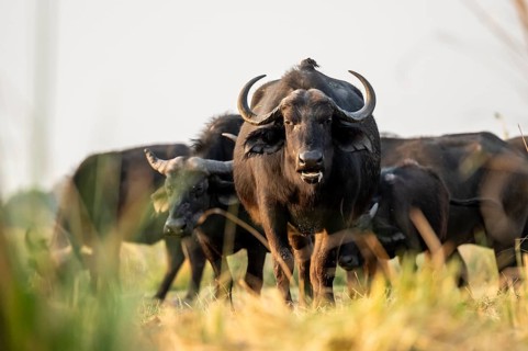 Cape buffalo (Syncerus caffer caffer) grazing, Ihaha, Chobe National Park, Botswana