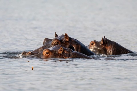Hippopotamus (Hippopatamus amphibius) in the water, Chobe River, Ihaha, Chobe National Park,
