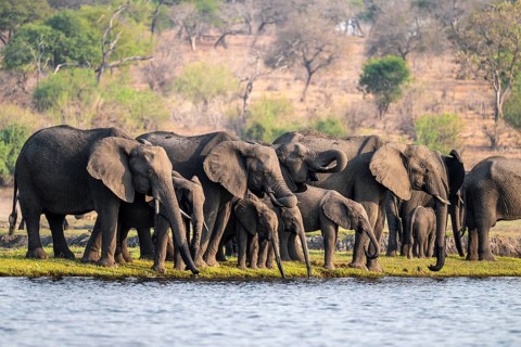 Herd of animals with young, African elephant (Loxodonta africana) drinking at the Chobe River,