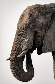 Detail, Animal portrait, African elephant (Loxodonta africana), Ihaha, Chobe National Park,