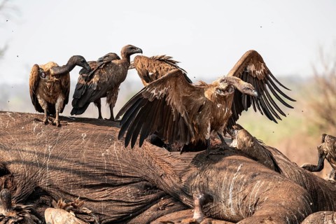 Many white-backed vultures (Gyps africanus), vultures feeding on the carcass of an elephant,