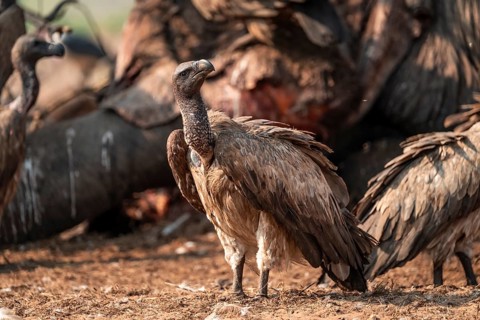 White-backed vulture (Gyps africanus), vulture feeding on the carcass of an elephant, Ihaha, Chobe