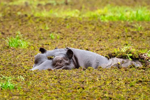 Hippopotamus (Hippopatamus amphibius) hiding in the swamp, Xakanaxa, Okavango Delta, Moremi Game