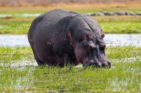 Hippopotamus (Hippopatamus amphibius) grazing, Xakanaxa, Okavango Delta, Moremi Game Reserve,