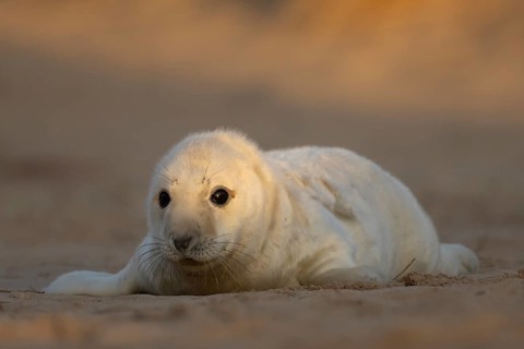 Grey seal (Halichoerus grypus) juvenile baby pup animal resting on a sand dune by a beach in