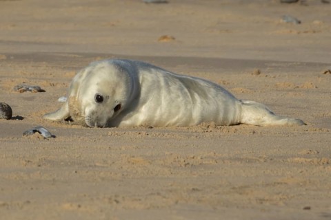 Grey seal (Halichoerus grypus) juvenile baby pup animal resting on a sandy beach in winter,