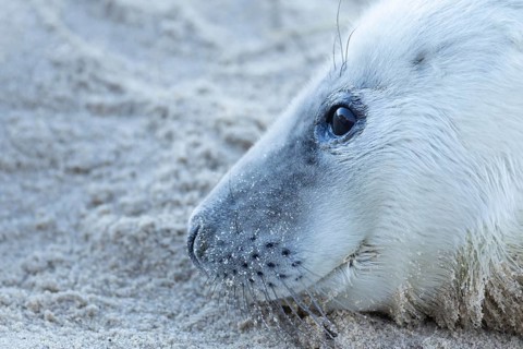 Grey seal (Halichoerus grypus) juvenile baby pup animal resting on a sandy beach in winter,