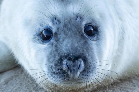 Grey seal (Halichoerus grypus) juvenile baby pup animal head portrait in winter, England, United