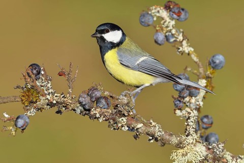 Great tit (Parus major), sitting on a branch in a blackthorn bush, (Prunus spinosa), sloes, with