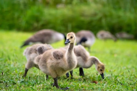 Canada goose (Branta canadensis), chicks in a meadow. Lake Mangamahoe, North Island, New Zealand