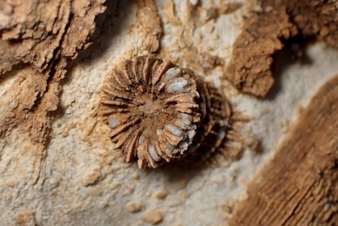 Fossil coral, petrification, Thecosmilia trichotoma., fossil, Malm, Jura, around 150 million years