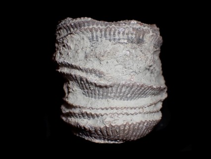 Fossil coral, petrification, cystiphyllum tenue, fossil, siluric around 430 million years old,