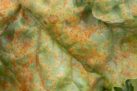 Sugar beet (Beta vulgaris) leaf with Rust (Uromyces betae) fungal plant pathogen disease, England,