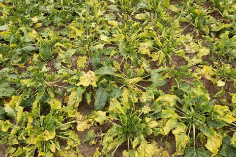 Sugar beet (Beta vulgaris) crop plants in a farm field infected with virus yellows plant pathogen,