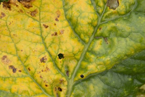 Sugar beet (Beta vulgaris) crop plant leaf in a farm field infected with virus yellows plant