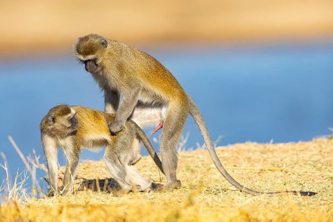Vervet Monkey (Cercopithecus aethiops) mating South Luangwa NP Zambia August
