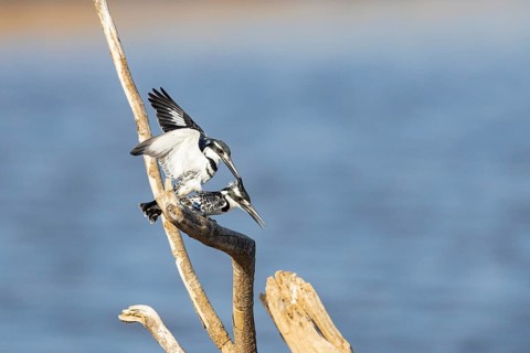 Pied Kingfisher (Ceryle rudis) mating Zambia August