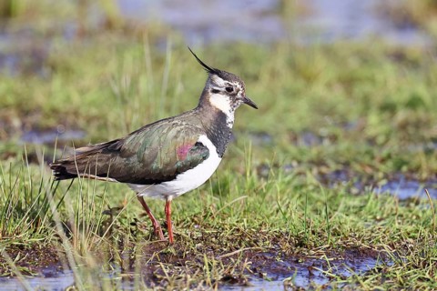 Lapwing (Vanellus vanellus), in splendid plumage, foraging in a marshy meadow, wildlife, Lembruch,
