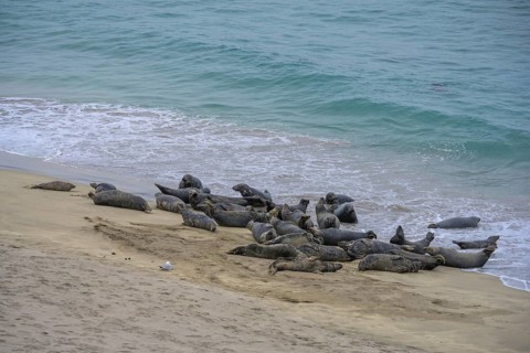 Seals on the beach, Great-Blasket Island, Dunquin, Kerry, Ireland