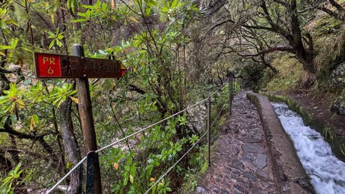 PR6 hiking trail to the 25 springs, along water channel, Levada das 25 Fontes, laurel forest,