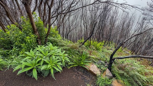 Burnt trees on the PR17 Pinaculo e Folhadal hiking trail, Levada, Irrigation Canal, Madeira,