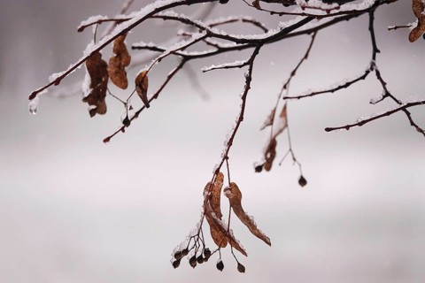 First snow on branches of trees, late autumn, Germany