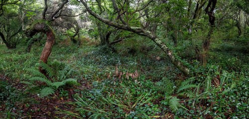 Laurel trees (Ocotea foetens) overgrown with moss and plants, old laurel forest, Laurisilva,