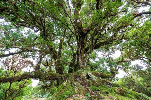 Laurel trees (Ocotea foetens) overgrown with moss and plants, old laurel forest, Laurisilva,
