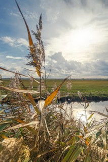 Moist meadows with reeds in the evening sun with the Hunte at Dümmer See, Lower Saxony