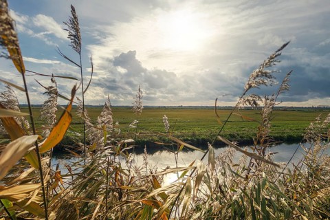 Moist meadows with reeds in the evening sun with the Hunte at Dümmer See, Lower Saxony