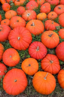 Ripe red pumpkins