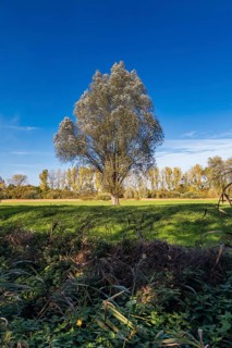 Silver willow (Salix Alba), in autumn, Senne, Bielefeld, North Rhine-Westphalia