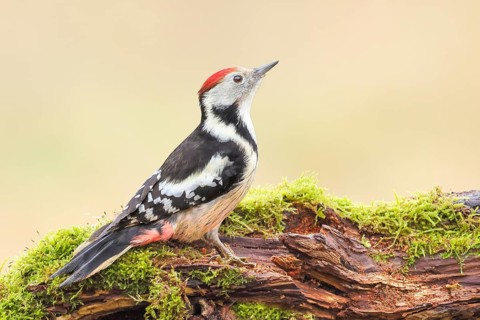 Middle spotted woodpecker (Dendrocopos medius), male sitting on an old branch overgrown with moss,