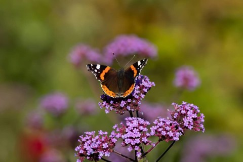 Red admiral butterfly (Vanessa atalanta) adult insect feeding on garden purple Verbena flowers in