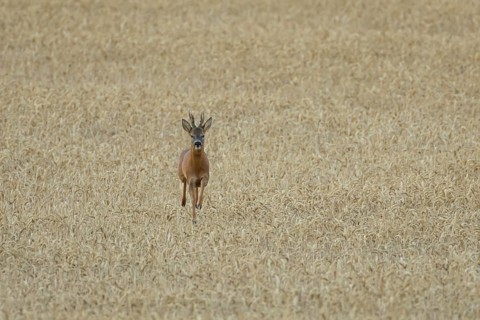 Roe deer (Capreolus capreolus) adult animal male roebuck running in a farmland wheat field in