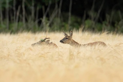 Roe deer (Capreolus capreolus) adult male roebuck and female doe two animals in a farmland barley
