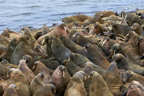 Atlantic walruses (Odobenus rosmarus) colony resting at terrestrial haulout / haul-out on beach