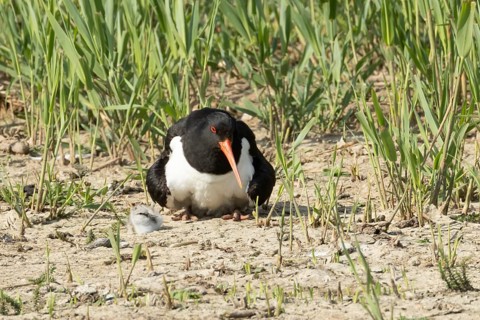 Eurasian oystercatcher (Haematopus ostralegus) adult wading bird seemingly adopted a Pied avocet