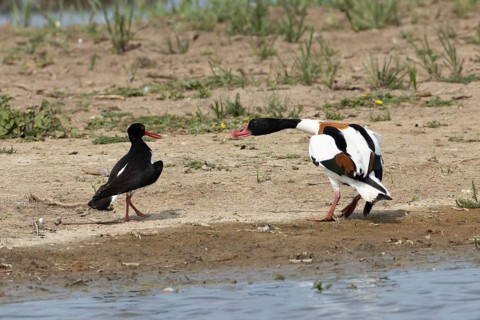 Eurasian oystercatcher (Haematopus ostralegus) adult wading bird fighting with a Shelduck (Tadorna