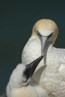 Northern gannet (Morus bassanus) adult parent bird and juvenile baby chick seabirds on a nest on a